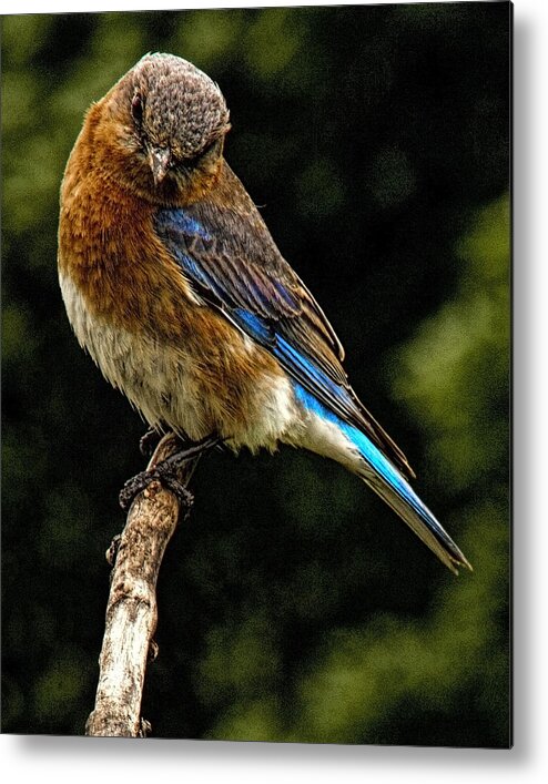 Bluebird Metal Print featuring the photograph Why so Blue by John Crothers