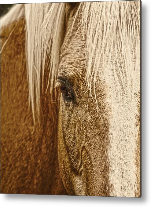 Palomino Horse Metal Print featuring the photograph Wickenburg's Palomino Gold by Amanda Smith
