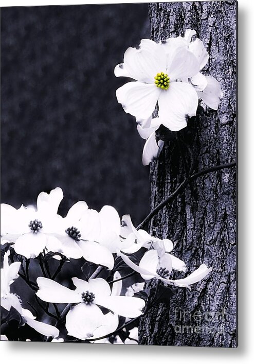 Wild Metal Print featuring the photograph Wild Dogwood Blooms by Sharon Woerner