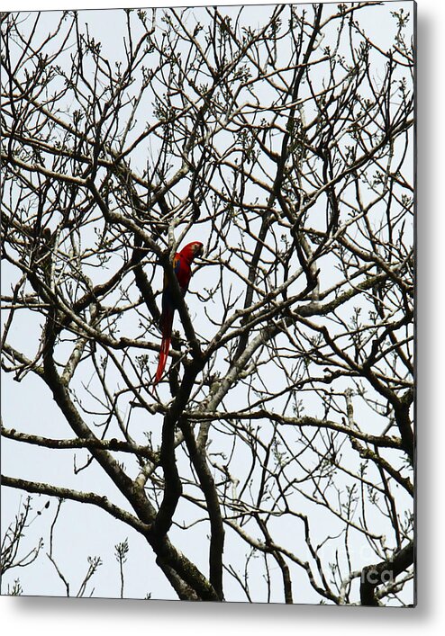 Animals Metal Print featuring the photograph Wild Scarlet by Kathy McClure