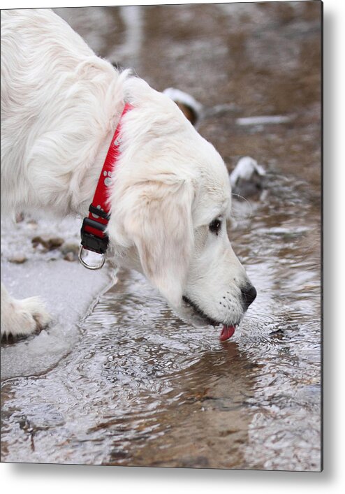 English Cream Golden Retriever Metal Print featuring the photograph Winter Drink by Coby Cooper