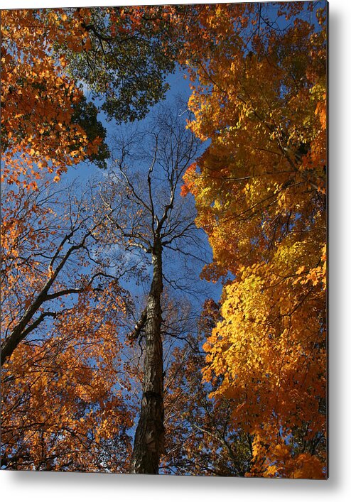 Autumn Metal Print featuring the photograph Winter is Coming by William Selander