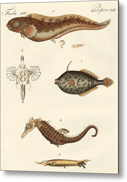 Unicorn Leatherjacket Filefish; Grooved Razor-fish; Short Dragonfish; Seahorse; Eelpout; Viviparous Blennyfish; Fish; Animal; Seahorses Metal Print featuring the drawing Wonderful fish by German School