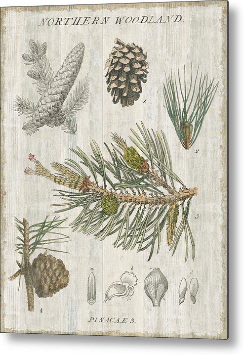 Botanical Metal Print featuring the painting Woodland Chart IIi by Sue Schlabach