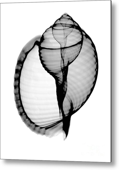 Radiograph Metal Print featuring the photograph X-ray Of Scotch Bonnet by Bert Myers