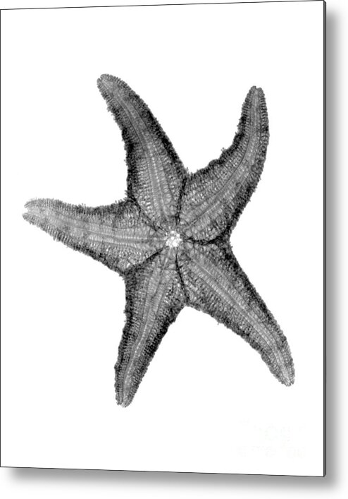 Radiograph Metal Print featuring the photograph X-ray Of Starfish by Bert Myers