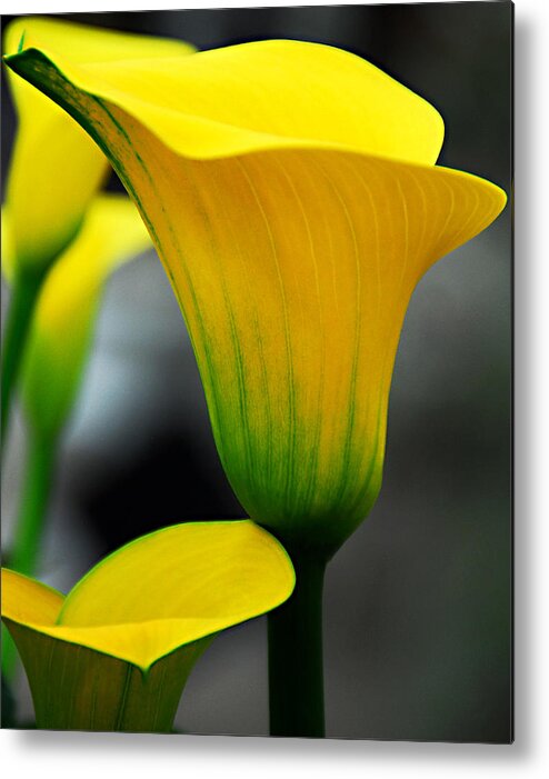 Calla Lily Metal Print featuring the photograph Yellow Calla Lily by JoAnn Lense