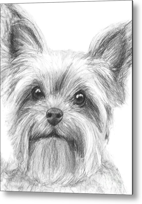 Top How To Draw A Yorkshire Terrier Step By Step of all time The ultimate guide 