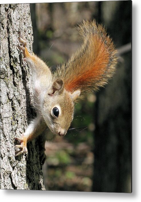 Red Squirrel Metal Print featuring the photograph Young Red Squirrel by Doris Potter