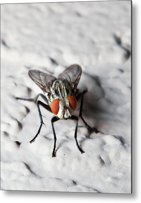 House Fly Metal Print featuring the photograph Fly On The Wall by Nick Shirghio