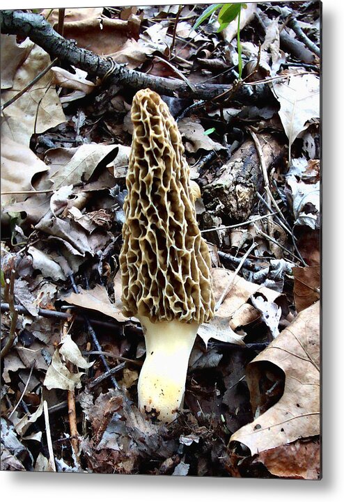 Yellow Metal Print featuring the photograph Morel Mushroom by Jeffrey Platt