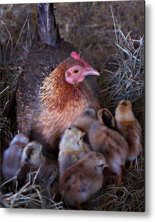 Chicken Metal Print featuring the photograph 0706-0060 Mother Hen by Randy Forrester