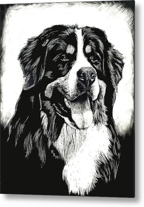 Bernese Mountain Dog Metal Print featuring the drawing Bernese Mountain Dog by Rachel Bochnia