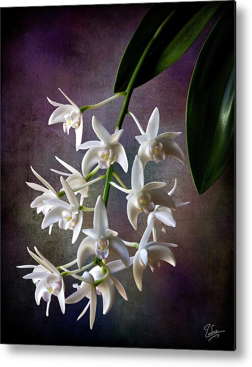 Flower Metal Print featuring the photograph Little White Orchids #1 by Endre Balogh