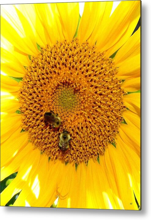 Spider Metal Print featuring the photograph Spider And The Bees #1 by Will Borden
