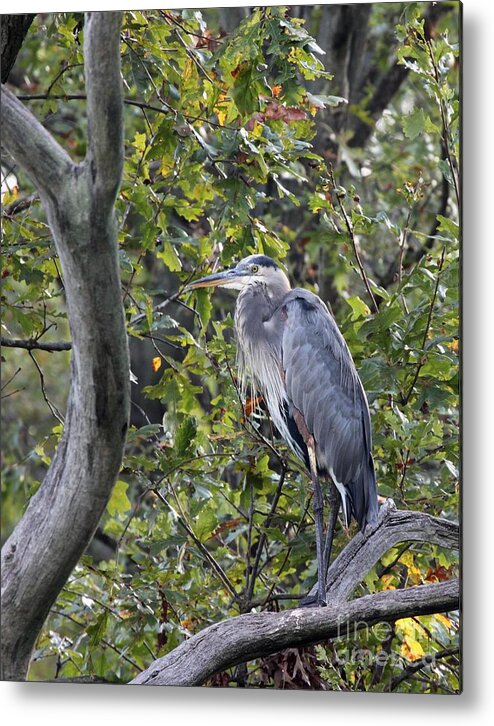 Nature Metal Print featuring the photograph Great Blue Heron #19 by Jack R Brock