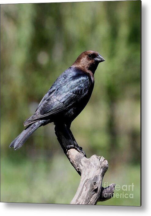 Nature Metal Print featuring the photograph Brown-headed Cowbird #4 by Jack R Brock