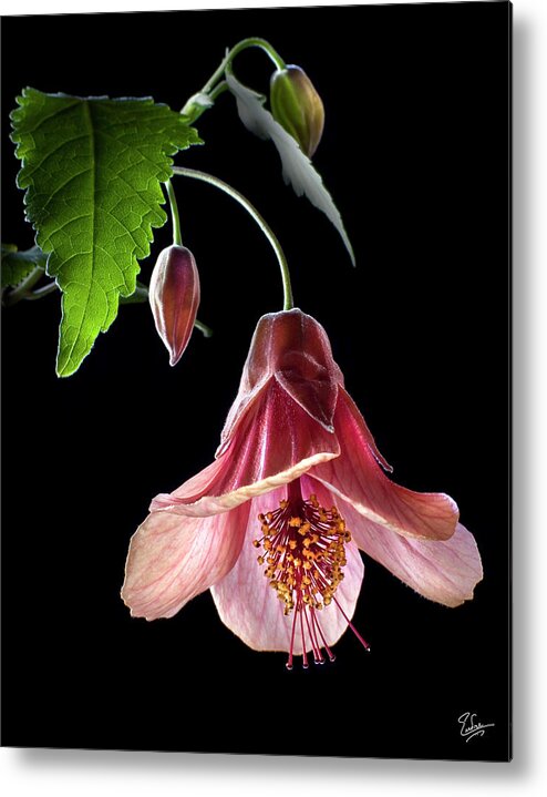 Flower Metal Print featuring the photograph Ablution by Endre Balogh