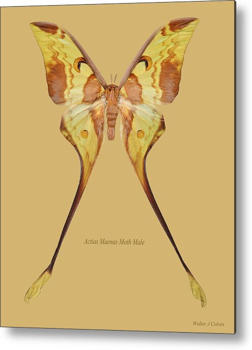 Actias Maenas Moth Male Metal Print featuring the digital art Actias Maenas Moth Male by Walter Colvin