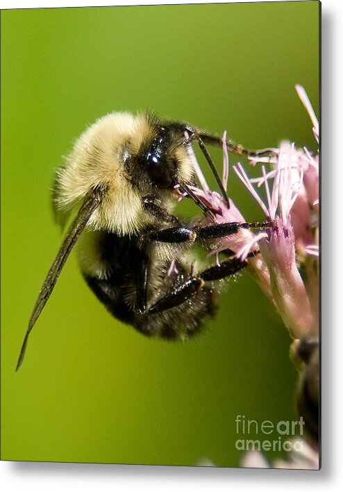 Bees Metal Print featuring the photograph Bee on Flower by Jean A Chang