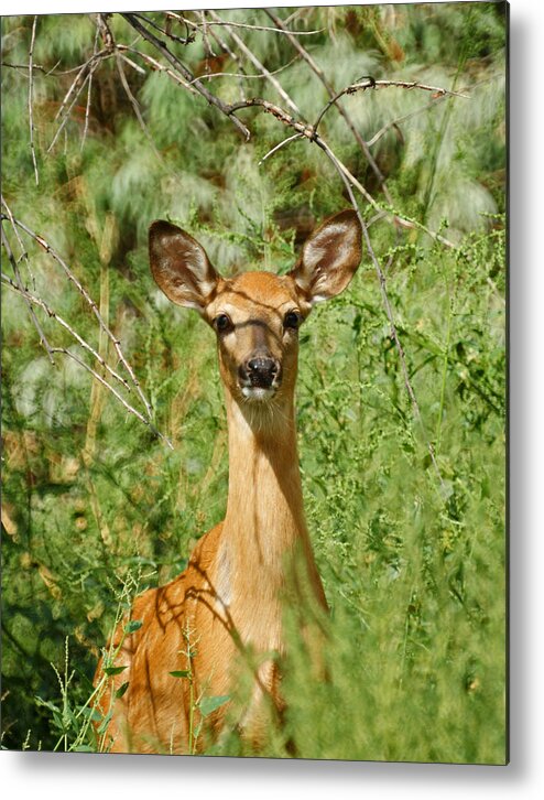 Deer Metal Print featuring the photograph Being Watched by Ernest Echols