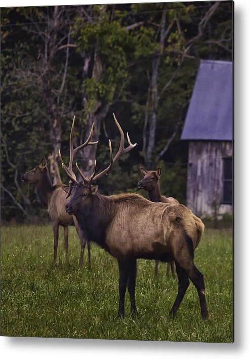 Bull Elk Metal Print featuring the photograph Big Bull in Lost Valley by Michael Dougherty