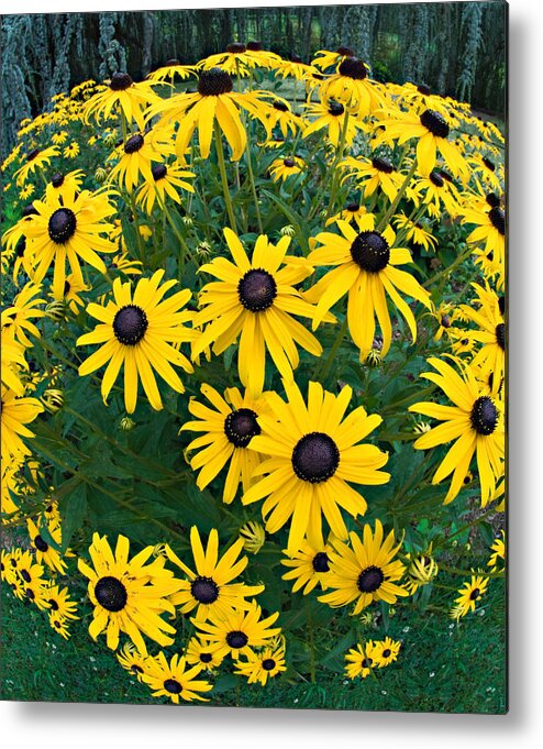 Flowers Metal Print featuring the photograph Black Eyed Susans by Steve Zimic