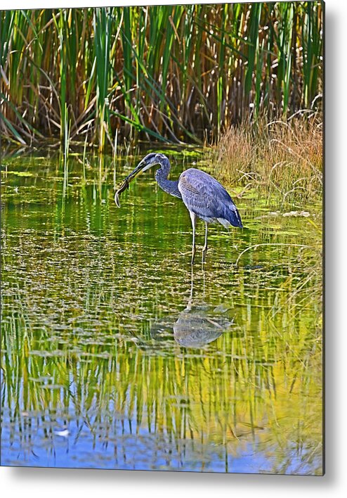 Blue Heron Metal Print featuring the photograph Blue Heron Eats Lunch3 by Edward Kovalsky