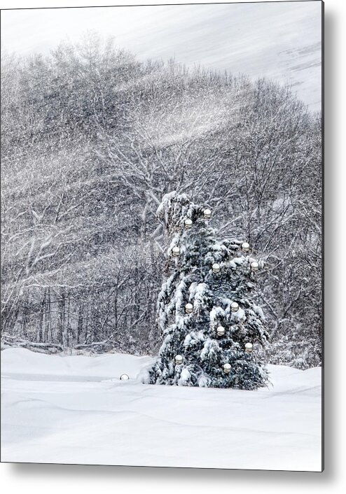 Holiday Metal Print featuring the photograph Blue Spruce by Robin-Lee Vieira