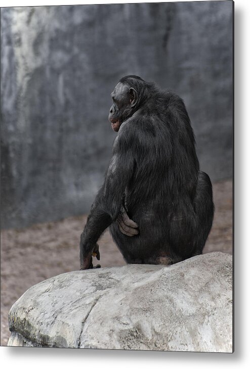 Bonobo Metal Print featuring the photograph Bonobo by Wade Aiken