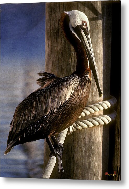 Birds Metal Print featuring the photograph Brown Pelican in Key West 9L by Gerry Gantt
