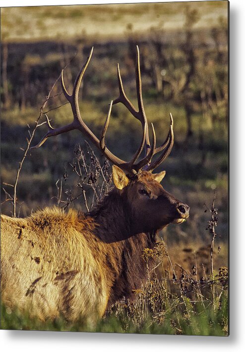 Bull Elk Metal Print featuring the photograph Bull Elk Up Close by Michael Dougherty