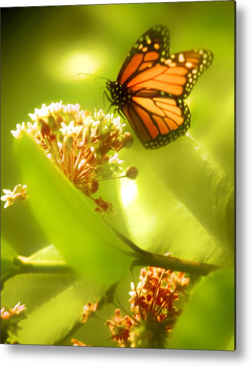 Butterfly Metal Print featuring the photograph Butterfly by Jim Painter