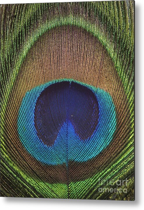 Aves Metal Print featuring the photograph Common Peafowl Feather by Raul Gonzalez Perez