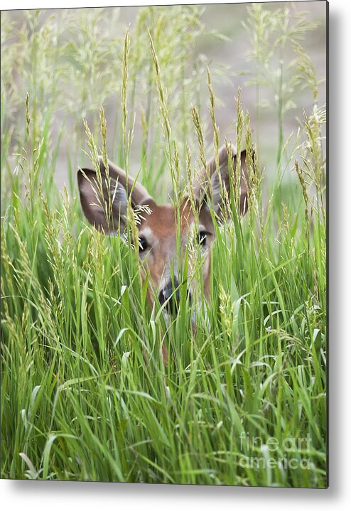 Deer Metal Print featuring the photograph Deer in Hiding by Art Whitton