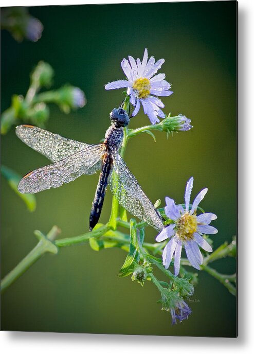 Dragonfly Metal Print featuring the photograph Dragonfly by Rebecca Samler
