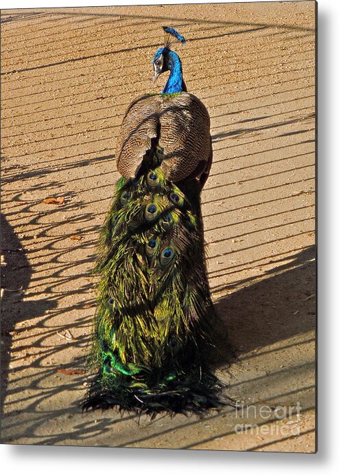 Peacock Metal Print featuring the photograph Emerald Train by KD Johnson