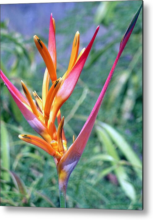 Heliconia Metal Print featuring the photograph Enhanced Heliconia by Karen Nicholson