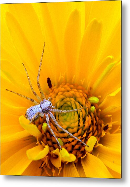 Spider Metal Print featuring the photograph Floral Spider by Mark J Seefeldt