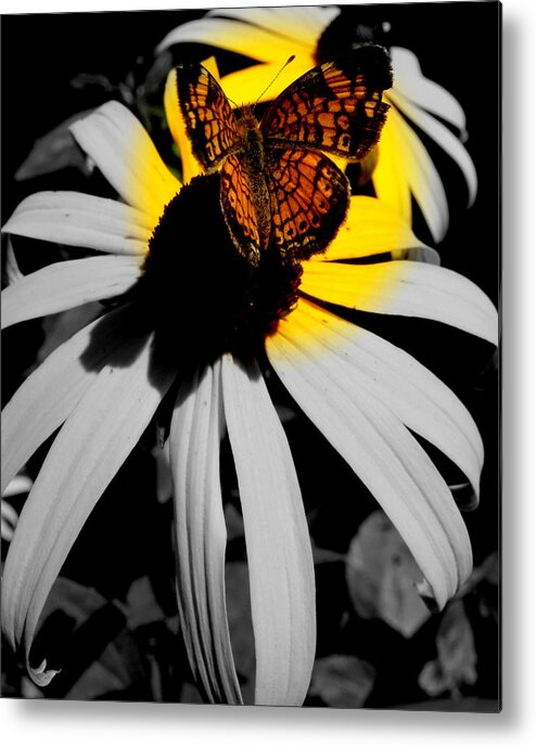 Butterfly Metal Print featuring the photograph Frantilly Butterfly in focal blk and white by Kim Galluzzo