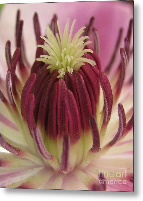 Flower Metal Print featuring the photograph Freshness Photography by Tina Marie