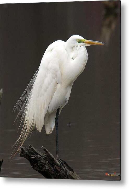 Marsh Metal Print featuring the photograph Great Egret Resting DMSB0036 by Gerry Gantt