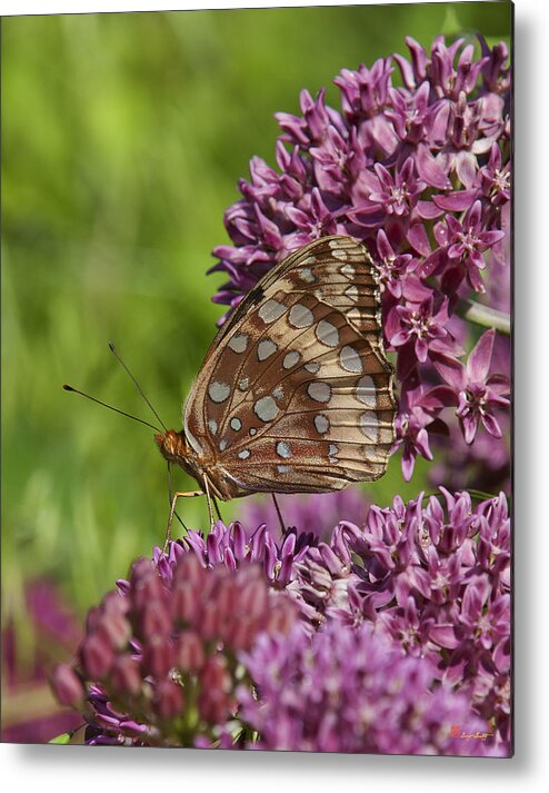 Marsh Metal Print featuring the photograph Great Spangled Fritillary DIN194 by Gerry Gantt