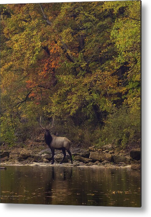 Fall Color Metal Print featuring the photograph Herd Bull Crossing the Buffalo River by Michael Dougherty