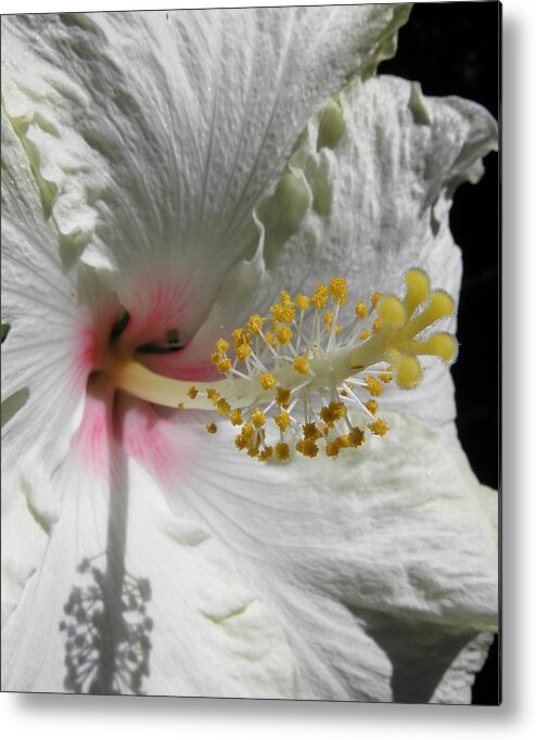 Hibiscus Metal Print featuring the photograph Hibiscus creams by Kim Galluzzo