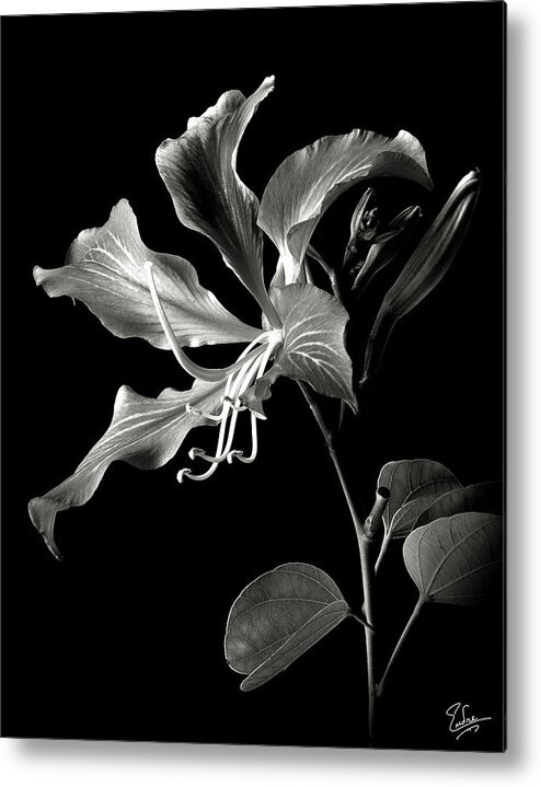 Flower Metal Print featuring the photograph Hong Kong Orchid in black and White by Endre Balogh