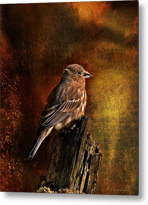 Wildlife Metal Print featuring the digital art House Finch With Sunflower Seed by J Larry Walker