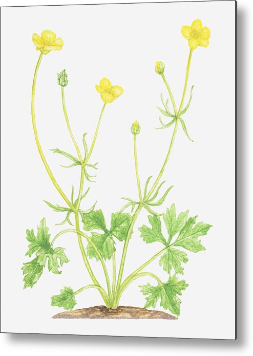 Vertical Metal Print featuring the digital art Illustration Of Ranunculus Auricomus (goldilocks), Yellow Flowers by Tricia Newell