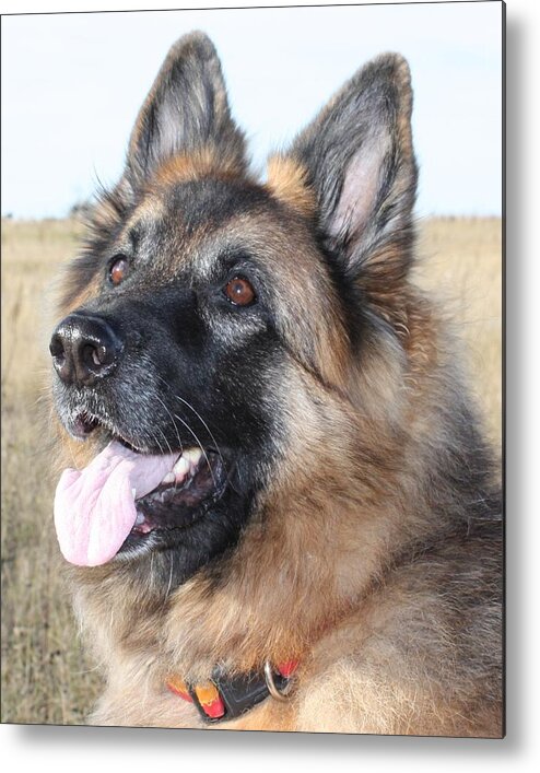 German Shepherd Metal Print featuring the photograph I'm Listening by Pat Purdy