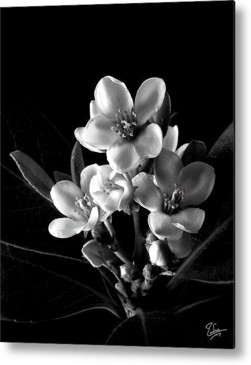Flower Metal Print featuring the photograph Indian Hawthorn in Black and White by Endre Balogh